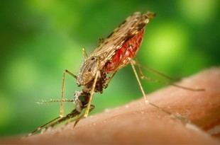 Desarrollan un test móvil para detectar malaria grave en minutos