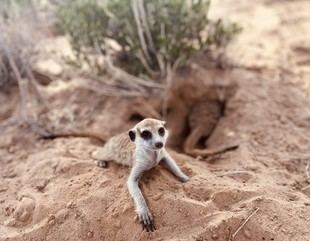 Nueva base de datos del CSIC para predecir el impacto del cambio climático en la biodiversidad