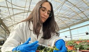 Investigación andaluza utiliza IA para mejorar fresas ante el cambio climático
