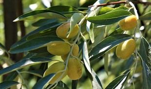 El aceite de acebuchina protege la retina del daño por hipertensión según un estudio en Andalucía