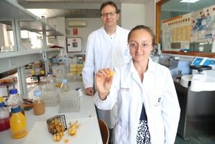 Investigadora colombiana desarrolla alimento funcional de uchuva para pacientes oncológicos en la UPCT