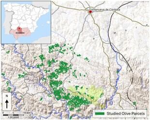 UPM y AgrowingData desarrollan herramienta innovadora para predecir cosechas de olivar ante el cambio climático