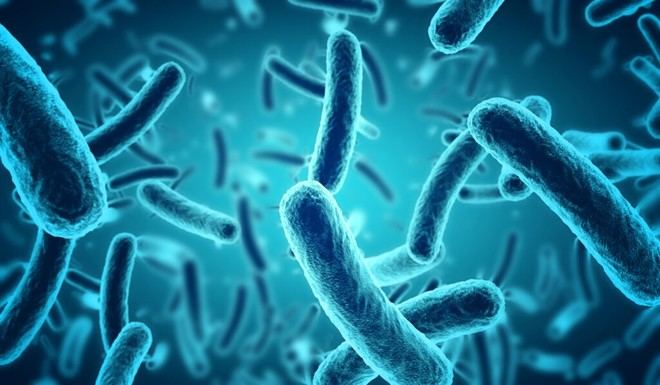 Nueva técnica óptica para analizar el comportamiento bacteriano ante antibióticos