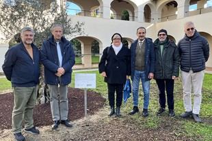 La Universidad de Pisa planta un olivo centenario como símbolo de paz