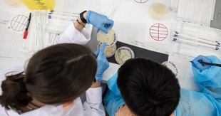 Vecinos de Alfara del Patriarca descubren microorganismos con propiedades antibióticas
