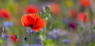 Créditos de biodiversidad voluntarios podrían financiar la recuperación de la naturaleza global, según estudio del Reino Unido