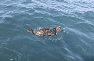 Liberan al mar a la foca gris rescatada tras tres meses de recuperación en Gorliz