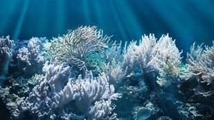 Investigación revela causas del blanqueamiento de corales mediante neutrones