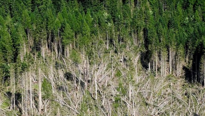 El impacto económico del cambio climático en los bosques europeos