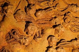 Impacto de los cambios ambientales en la extinción de especies