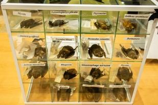 Inauguran la Murci-Semana 2025 en la UASLP para celebrar a los murciélagos