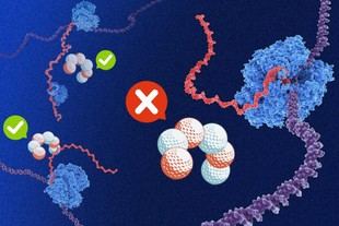 Investigación revela por qué algunos genes bacterianos tienen alta concentración de purinas