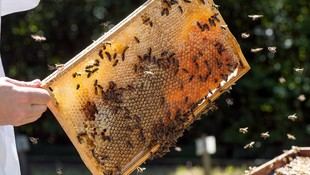 Coexistencia de abejas en entornos urbanos: un nuevo enfoque