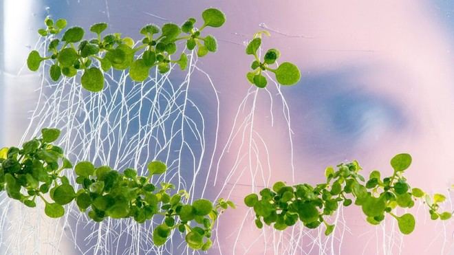 Investigación revela cómo las plantas buscan nutrientes en condiciones de escasez