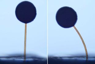 Investigadores de MIT crean "magno-bots" microscópicos que se mueven con imanes
