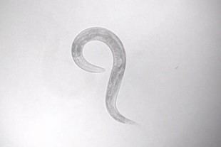 Científicos del MIT mapean cómo los nematodos navegan y responden a olores