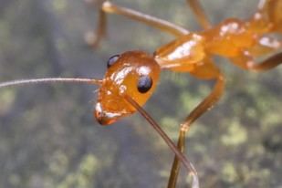 Nuevo marco para evaluar el bienestar animal afectado por invasiones biológicas
