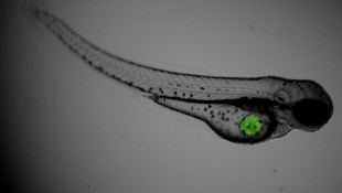 ZebraBioRes desarrolla avatares de pez cebra para mejorar tratamientos contra el cáncer