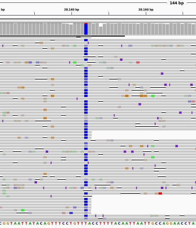 Imagen de un fragmento de las secuencias del virus SARS-CoV-2 analizado. En azul se observa una mutación del virus respecto al genoma de referencia.